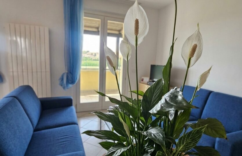 Soggiorno con divano blu e ampie finestre luminose, appartamento a Marcelli di Numana